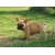 Petite Annonce : Chiots bouledogue français - Chiots LOF agés de trois mois.
Males et femelles,Grandes origines Petite Annonce : Chiots bouledogue français - Chiots LOF agés de trois mois.
Males et femelles,Grandes origines