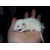 Petite Annonce : A adopter bébés rats ratons mâles rex / - Eleveuse amatrice passionnée , propose 12 bébés rats mâles à adopter Petite Annonce : A adopter bébés rats ratons mâles rex / - Eleveuse amatrice passionnée , propose 12 bébés rats mâles à adopter
