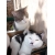 Petite Annonce : Donne deux jeunes chats - Donne deux chats âgés de 9 et 18 mois très affectueux. Petite Annonce : Donne deux jeunes chats - Donne deux chats âgés de 9 et 18 mois très affectueux.
