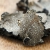 Petite Annonce : Pelures de truffes du périgord surgelé - PELURES DE TRUFFES DU PERIGORD - TUBER MELANOSPORUM - 150 GRS Petite Annonce : Pelures de truffes du périgord surgelé - PELURES DE TRUFFES DU PERIGORD - TUBER MELANOSPORUM - 150 GRS