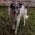 Petite Annonce : Donne chienne croisée griffon stérilisée - Suite à divorce, donne chienne croisée griffon et setter anglais, de Petite Annonce : Donne chienne croisée griffon stérilisée - Suite à divorce, donne chienne croisée griffon et setter anglais, de