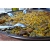 Petite Annonce : Traiteur paella géante - Traiteur paella à domicile mariage anniversaire fetes association Petite Annonce : Traiteur paella géante - Traiteur paella à domicile mariage anniversaire fetes association