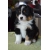 Petite Annonce : Superbes chiots berger australien lof - Nos chiots sont agés de trois mois inscrits au lof (livre des Petite Annonce : Superbes chiots berger australien lof - Nos chiots sont agés de trois mois inscrits au lof (livre des