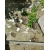 Petite Annonce : Jeunes tortues de 2017 - Jeune Tortue de terre nés en 2017
pas d\'envois , jardin Petite Annonce : Jeunes tortues de 2017 - Jeune Tortue de terre nés en 2017
pas d\'envois , jardin