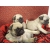 Petite Annonce : Chiots carlin lof - Chiots agés de trois mois incrits au lof issuent d\'une portée de Petite Annonce : Chiots carlin lof - Chiots agés de trois mois incrits au lof issuent d\'une portée de