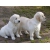 Petite Annonce : Chiots golden retriever lof - Chiots agés de trois mois incrits au lof issuent d\'une portée de Petite Annonce : Chiots golden retriever lof - Chiots agés de trois mois incrits au lof issuent d\'une portée de