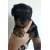Petite Annonce : Croises yorkshire - caniche - A RÉSERVER
CHIOT CROISÉ YORKSHIRE / CANICHE
05 MALES – 01 Petite Annonce : Croises yorkshire - caniche - A RÉSERVER
CHIOT CROISÉ YORKSHIRE / CANICHE
05 MALES – 01