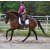 Petite Annonce : Trés bon cheval à vendre - Hercules a fait une formation niveau dressage et est un bon Petite Annonce : Trés bon cheval à vendre - Hercules a fait une formation niveau dressage et est un bon