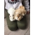 Petite Annonce : Donne cochons d\'inde - Je donne 2 cochons d\'Inde nés le 10 décembre. Leur papa est de race Petite Annonce : Donne cochons d\'inde - Je donne 2 cochons d\'Inde nés le 10 décembre. Leur papa est de race