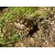 Petite Annonce : Tortue de terre graeca avec cic - Tortue de terre Graeca de 2016 avec Certificat Intracommunautaire, Petite Annonce : Tortue de terre graeca avec cic - Tortue de terre Graeca de 2016 avec Certificat Intracommunautaire,