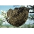 Petite Annonce : Récupère essaim d\'abeilles - Apiculteur amateur recupere essaims d abeilles qui ce serait posé Petite Annonce : Récupère essaim d\'abeilles - Apiculteur amateur recupere essaims d abeilles qui ce serait posé