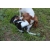 Petite Annonce : Chiots cavalier king charles lof - Restent 2 mâles et 3 femelles agés de trois mois.
ils sont LOF, Petite Annonce : Chiots cavalier king charles lof - Restent 2 mâles et 3 femelles agés de trois mois.
ils sont LOF,