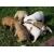 Petite Annonce : Chiots bouledogue français lof - Chiots mâles et femelles inscvrits au Lof sur une portée de 7 Petite Annonce : Chiots bouledogue français lof - Chiots mâles et femelles inscvrits au Lof sur une portée de 7
