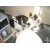 Petite Annonce : Chiots cavalier king charles lof - Chiots mâles et femelles inscvrits au Lof sur une portée de 7 Petite Annonce : Chiots cavalier king charles lof - Chiots mâles et femelles inscvrits au Lof sur une portée de 7