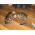 Petite Annonce : Chatons bengal loof - Jolis chatons mâles et femelles, d\'une portée de 5 chatons .
Ils Petite Annonce : Chatons bengal loof - Jolis chatons mâles et femelles, d\'une portée de 5 chatons .
Ils