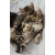 Petite Annonce : Chatons bengal - Jolis chatons pour les maisons adorables.
ils sont enregistrés, Petite Annonce : Chatons bengal - Jolis chatons pour les maisons adorables.
ils sont enregistrés,