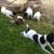 Petite Annonce : Chiots jack russel - Adorables mâles et femelles agés de trois mois.
ils sont LOF, Petite Annonce : Chiots jack russel - Adorables mâles et femelles agés de trois mois.
ils sont LOF,