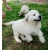 Petite Annonce : Chiots golden retriever - Adorables mâles et femelles agés de trois mois.
ils sont LOF, Petite Annonce : Chiots golden retriever - Adorables mâles et femelles agés de trois mois.
ils sont LOF,