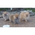 Petite Annonce : Chiots spitz nain - 3 mâle, 1 femelle agés de trois mois .
sur une portée de de 5 Petite Annonce : Chiots spitz nain - 3 mâle, 1 femelle agés de trois mois .
sur une portée de de 5