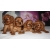 Petite Annonce : Magnifiques chiots cavalier king charle - Adorables chiots cavalier king charles L.O.F.
FEU - 3 mois -
Nés le Petite Annonce : Magnifiques chiots cavalier king charle - Adorables chiots cavalier king charles L.O.F.
FEU - 3 mois -
Nés le