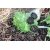 Petite Annonce : Terrarium tortue - Terrarium 70x40 (90e) Vends séparément tortue de terre 2019, en Petite Annonce : Terrarium tortue - Terrarium 70x40 (90e) Vends séparément tortue de terre 2019, en