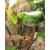 Petite Annonce : Guppys - Guppys mâles, femelles adultes ou jeunes au choix.
Prix 1 euro Petite Annonce : Guppys - Guppys mâles, femelles adultes ou jeunes au choix.
Prix 1 euro