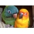 Petite Annonce : Perruche soleil et tête bleue eam - Je cede une conure soleil et une conure tete
bleue, ensembles car Petite Annonce : Perruche soleil et tête bleue eam - Je cede une conure soleil et une conure tete
bleue, ensembles car