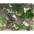 Petite Annonce : Tortues nés en 2017 - Tortues Marginata nés en 2017 en règle avec la loi
avec CIC de Petite Annonce : Tortues nés en 2017 - Tortues Marginata nés en 2017 en règle avec la loi
avec CIC de