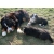 Petite Annonce : Chiots bouvier bernois inscrits au lof - L\'ACHAT D\'UN CHIOT VOUS ENGAGE NE PRENEZ PAS VOTRE DÉCISION À LA Petite Annonce : Chiots bouvier bernois inscrits au lof - L\'ACHAT D\'UN CHIOT VOUS ENGAGE NE PRENEZ PAS VOTRE DÉCISION À LA