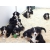 Petite Annonce : Chiots bouvier bernois lof - Nos chiots sont agés de trois mois,vaccinés, identifiés par puce Petite Annonce : Chiots bouvier bernois lof - Nos chiots sont agés de trois mois,vaccinés, identifiés par puce