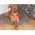 Petite Annonce : Doberman croisé boxer - Femelle doberman croisé boxer couleur fauve 7 mois pucé vacciné bon Petite Annonce : Doberman croisé boxer - Femelle doberman croisé boxer couleur fauve 7 mois pucé vacciné bon