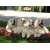 Petite Annonce : Chiots golden retriever lof - Disponibles de suite un male et deux femelles ils vivent ici avec Petite Annonce : Chiots golden retriever lof - Disponibles de suite un male et deux femelles ils vivent ici avec
