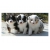 Petite Annonce : Chiots berger australien lof - Disponibles de suite un male et deux femelles ils vivent ici avec Petite Annonce : Chiots berger australien lof - Disponibles de suite un male et deux femelles ils vivent ici avec