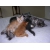 Petite Annonce : Chatons maine coon loof - Nous vous proposons de magnifiques chatons LOOF issuent d\'une Petite Annonce : Chatons maine coon loof - Nous vous proposons de magnifiques chatons LOOF issuent d\'une