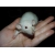 Petite Annonce : A adopter bébés rats ratons dumbo /rex / - Eleveuse amatrice passionnée , propose à l\'adoption 12 bébés rats Petite Annonce : A adopter bébés rats ratons dumbo /rex / - Eleveuse amatrice passionnée , propose à l\'adoption 12 bébés rats