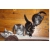 Petite Annonce : Chatons maine coon inscrits au loof - Chatons agés de trois mois,Les parents sont loof et testés PKDEF, Petite Annonce : Chatons maine coon inscrits au loof - Chatons agés de trois mois,Les parents sont loof et testés PKDEF,