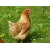 Petite Annonce : Oeufs de poules élevées en plein air - Vends oeufs de poules rousses élevées au plein air
et nourries aux Petite Annonce : Oeufs de poules élevées en plein air - Vends oeufs de poules rousses élevées au plein air
et nourries aux
