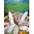Petite Annonce : Saucissons sec d\'auvergne - En direct de la région d’auvergne nous vous
Proposons toute une Petite Annonce : Saucissons sec d\'auvergne - En direct de la région d’auvergne nous vous
Proposons toute une