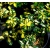 Petite Annonce : Arbuste persistant fusain sunspot - Vend un arbuste persistant panaché dans un pot à venir chercher sur Petite Annonce : Arbuste persistant fusain sunspot - Vend un arbuste persistant panaché dans un pot à venir chercher sur