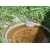 Petite Annonce : Bb tortue - Vend bb tortue photo sur demande, parc obligatoire pas de terrarium Petite Annonce : Bb tortue - Vend bb tortue photo sur demande, parc obligatoire pas de terrarium