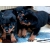 Petite Annonce : Adorables chiots d'apparence rottweiler - Notre femelle rottweiler a mis au monde 5 bébés nés le 28/05/2015 : 3 Petite Annonce : Adorables chiots d'apparence rottweiler - Notre femelle rottweiler a mis au monde 5 bébés nés le 28/05/2015 : 3
