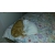 Petite Annonce : Garde de chats - Vous vous absentez (vacances, gros travaux, hospitalisation...) et ne Petite Annonce : Garde de chats - Vous vous absentez (vacances, gros travaux, hospitalisation...) et ne