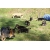 Petite Annonce : Chiots berger allemand - Disponibles de suite un male et deux femelles ils vivent avec Petite Annonce : Chiots berger allemand - Disponibles de suite un male et deux femelles ils vivent avec