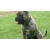 Petite Annonce : Dogue de majorque \" saillie\" - Male dogue de majorque dispo pour saillie
DMX LJY PASSION fils de Petite Annonce : Dogue de majorque \" saillie\" - Male dogue de majorque dispo pour saillie
DMX LJY PASSION fils de