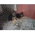 Petite Annonce : Magnifique chiots d'apparence berger al - Vend superbes chiots d'apparence Berger allemand d'une porté de 6 Petite Annonce : Magnifique chiots d'apparence berger al - Vend superbes chiots d'apparence Berger allemand d'une porté de 6