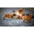 Petite Annonce : Chiots boxer lof - Disponibles de suite un male et deux femelles ils vivent avec Petite Annonce : Chiots boxer lof - Disponibles de suite un male et deux femelles ils vivent avec