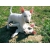 Petite Annonce : Chiots bull terrier lof - Disponibles de suite un male et deux femelles ils vivent avec Petite Annonce : Chiots bull terrier lof - Disponibles de suite un male et deux femelles ils vivent avec