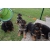 Petite Annonce : Magnifiques berger allemand lof - Les chiots sont nés d\'une portée de 7 , ils sont agés de trois mois Petite Annonce : Magnifiques berger allemand lof - Les chiots sont nés d\'une portée de 7 , ils sont agés de trois mois