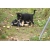 Petite Annonce : Très beaux berger allemand lof - Les chiots sont nés d\'une portée de 7 , ils sont agés de trois mois Petite Annonce : Très beaux berger allemand lof - Les chiots sont nés d\'une portée de 7 , ils sont agés de trois mois