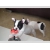 Petite Annonce : Adorables bouledogues francais lof - Les chiots sont nés d\'une portée de 7 , ils sont agés de trois mois Petite Annonce : Adorables bouledogues francais lof - Les chiots sont nés d\'une portée de 7 , ils sont agés de trois mois